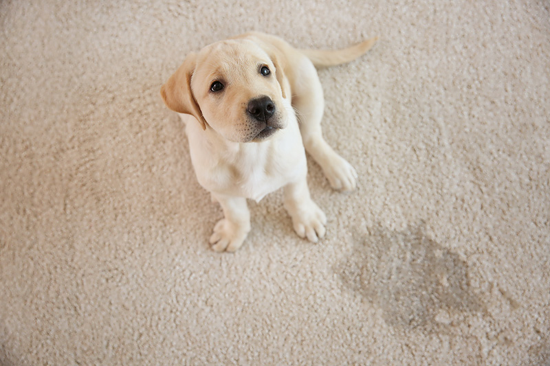 South Jersey Pet Odor Removal